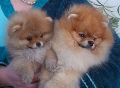 Chad with his son Phoenix, out of Achilles Bull in a China Shop