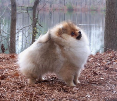 Cinnmon at 17 weeks, right after coming to Virginia