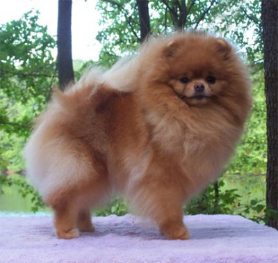 Cinnamon's beautiful, group placing mother Ch. Lil Behrs Honey Nut Cluster