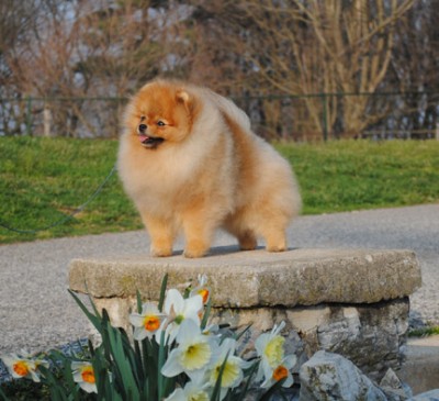 Darcy at 3yrs 1mos old