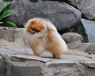 Darcy at 2yrs 3mos old