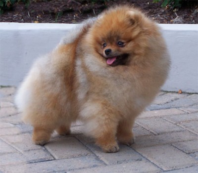 Darcy at 1 1/2 yrs old