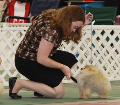 Darcy in the ring at the Canadian National at 6mos old