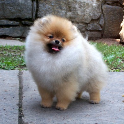 Darcy at 5 months old