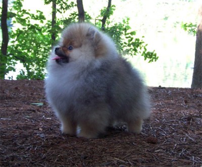 Darcy at 17 weeks old