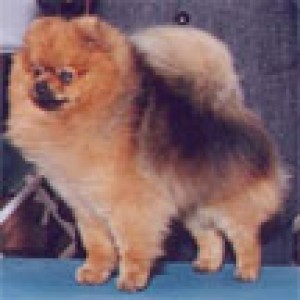 Marbil's Games of Chance