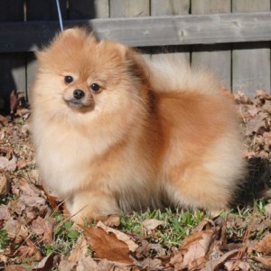 Ch. Dee Little Sweet Talk