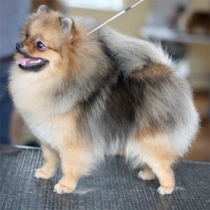 Bravo's Mistress of the Game