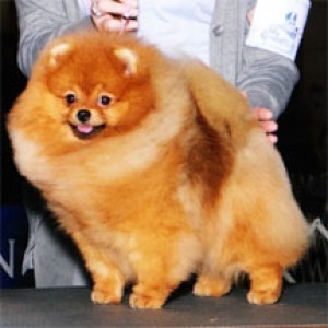 Ch. Peperie Pillow Talk