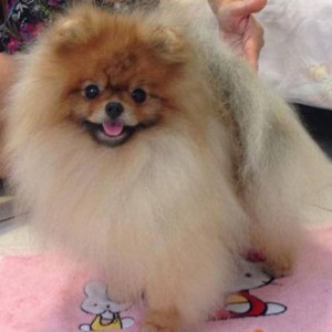 BIS Ch. Razzle Dazzle Golden Oldies ROM