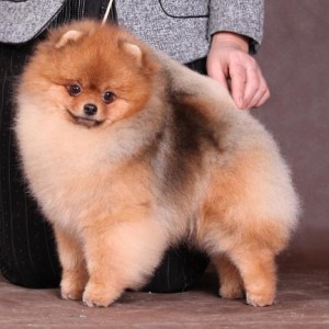 BIS Rus Ch. Hitimes Read My Lips (major pointed, APC National WD 2014)