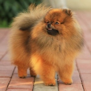 Mythical Leap For Joy