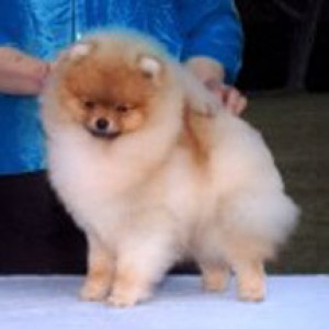 BISS Can Ch. Chriscendo Connexion