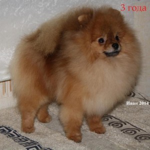 Hitimes Russian Silhouette