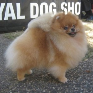 BIS Aus. Supreme Ch./Can Ch. Chriscendo Can You Believe