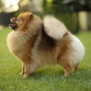 Ph Ch. Hitimes Queen of Mean