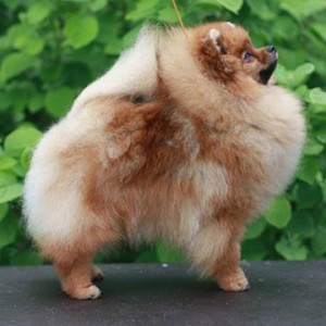 Marie Glam Style Intriga