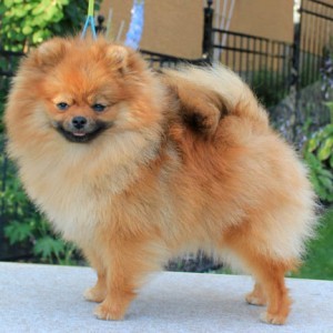 Can Ch. Hitimes Tainted Love