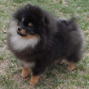 Nowland's Sultry Silhouette