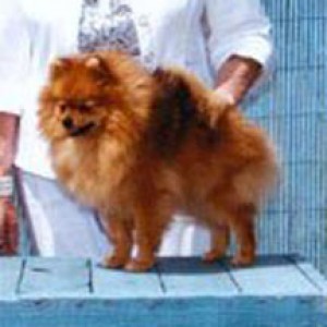 Can Ch. Dru's Dream Sensation