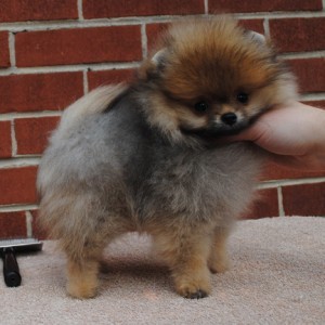 Silhouette's Small Package