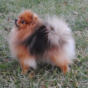 Ch. Accolade's Heck of a Coincidence