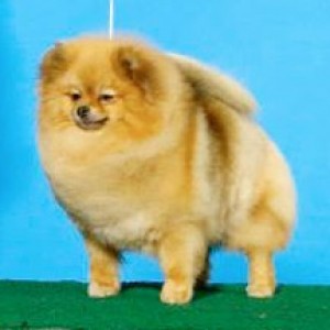 Chriscendo Colour of Love