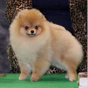 Dan-Star-Kom Prima Shuga Fih