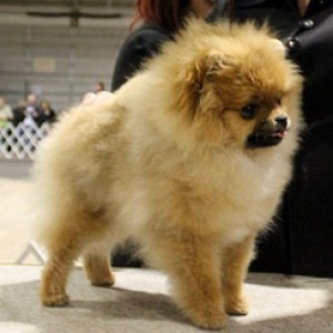 CasaNova's Burning The InSense