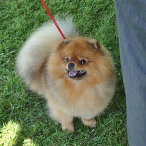 Can Ch. Franca Onyx Sparks All Over