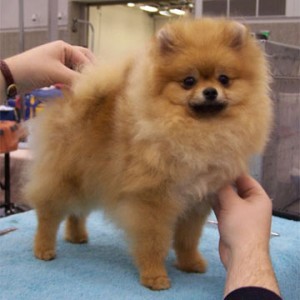 Razzle Dazzle Femme Fatale