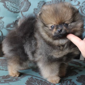 HiTimes Naughty By Nature