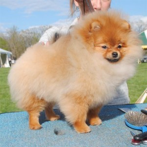 Ivorilace Daddy's Little Princess