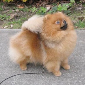 Can Ch. Chikai Hello Katty