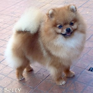 Ch. Moxiepom's Betty May Nuthall Shoemaker