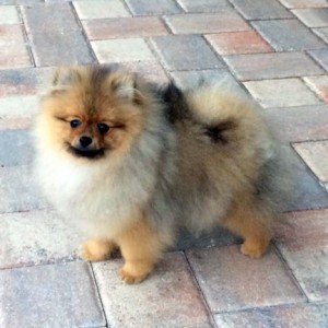 Silhouette's 'Gizmo'