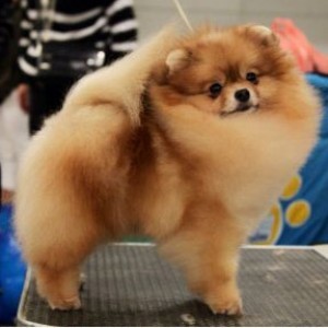 Dan-Star-Kom Piccolino de Oro