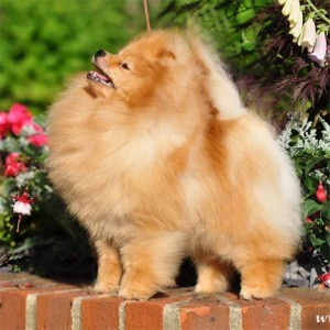 Can Ch. Chriscendo Cast In Stone