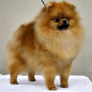 AC Dynasty Chile Pepper In Gold