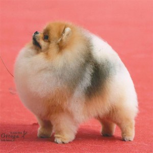 AC Dynasty Forever Rebel Spirit