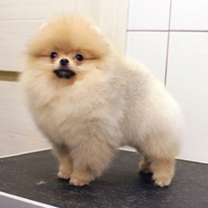 Dan-Star-Kom Romantic Flirt