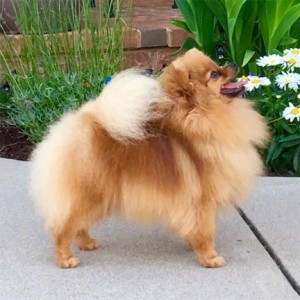 Reginapoms Mtn View Flirtn W Disaster (pointed)