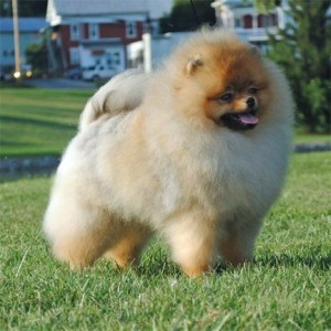 Ch. Dee Little Hard Candy Christmas