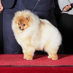 Golden Castle's MS Fabulous