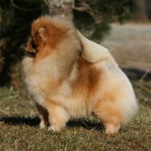 Chriscendo Continues To Thrill