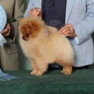 Chriscendo Contingency