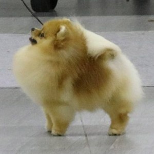 Ch. Dan-Star-Kom Legend Lion Heart