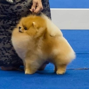 Ch. Dan-Star-Kom Lindo Tatoo (group winner)