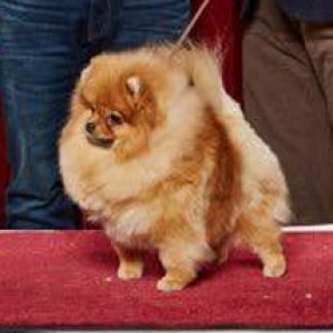 Golden Castle's Lovely Jake