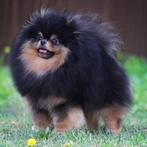 Victory's Flame Lux ex Tenebris